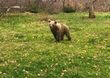 Ο Θωμάς, το ορφανό αρκουδάκι του Αρκτούρου έγινε ενός έτους – Παρέμεινε δραστήριος και ξύπνιος τον χειμώνα