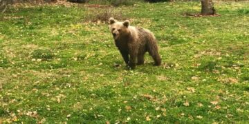 Ο Θωμάς, το ορφανό αρκουδάκι του Αρκτούρου έγινε ενός έτους – Παρέμεινε δραστήριος και ξύπνιος τον χειμώνα