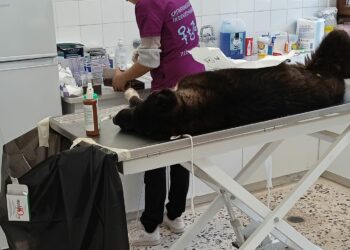 Δήμος Κοζάνης: Γερμανική βοήθεια στο πρόγραμμα στειρώσεων αδέσποτων σκύλων- Η συνεργασία που στοχεύει τις 1000 επεμβάσεις το 2023