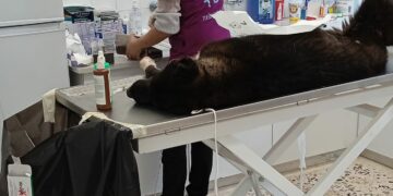 Δήμος Κοζάνης: Γερμανική βοήθεια στο πρόγραμμα στειρώσεων αδέσποτων σκύλων- Η συνεργασία που στοχεύει τις 1000 επεμβάσεις το 2023