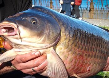 Αγώνας Αθλητικής Αλιείας Κυπρίνου στη λίμνη Πολυφύτου από τις 31 Μαρτίου ως τις 2 Απριλίου