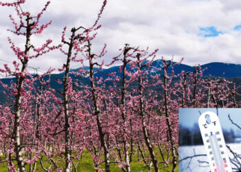 Αλλαγή του καιρού με πτώση της θερμοκρασίας – Κινήσεις αγροτών για την προστασία των δέντρων από την παγωνιά