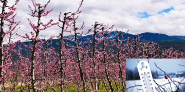 Αλλαγή του καιρού με πτώση της θερμοκρασίας – Κινήσεις αγροτών για την προστασία των δέντρων από την παγωνιά