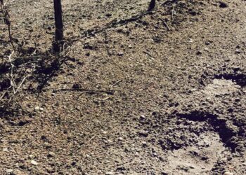 Αρκούδα εμφανίστηκε στον αμπελώνα του κτήματος “Κυρ Γιάννη” στο Αμύνταιο