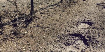 Αρκούδα εμφανίστηκε στον αμπελώνα του κτήματος “Κυρ Γιάννη” στο Αμύνταιο