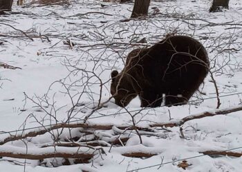 Η Σάσα απολαμβάνει βόλτα στα χιόνια στο καταφύγιο του ΑΡΚΤΟΥΡΟΥ!