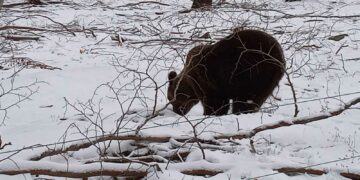 Η Σάσα απολαμβάνει βόλτα στα χιόνια στο καταφύγιο του ΑΡΚΤΟΥΡΟΥ!