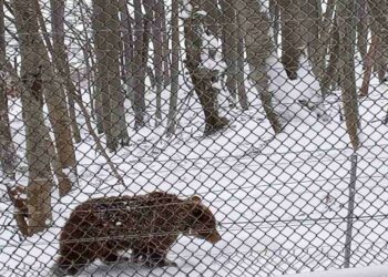 Λίγο χιόνι μέσα στο Μάρτιο δεν πτοεί τις αρκούδες στον ΑΡΚΤΟΥΡΟ!