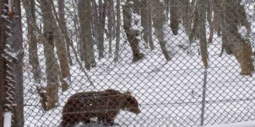 Λίγο χιόνι μέσα στο Μάρτιο δεν πτοεί τις αρκούδες στον ΑΡΚΤΟΥΡΟ!