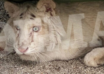 Αττικό Πάρκο: Λευκό τιγράκι βρέθηκε εγκαταλελειμμένο στα σκουπίδια