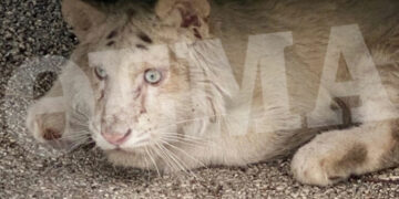 Αττικό Πάρκο: Λευκό τιγράκι βρέθηκε εγκαταλελειμμένο στα σκουπίδια