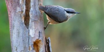 Δύο φωλιές πουλιών που θα στηθούν σε δέντρα της αυλής του Νηπιαγωγείου και Δημοτικού σχολείου Ασβεστοπετρας προσέφερε ο Γιώργος Κωστικίδης