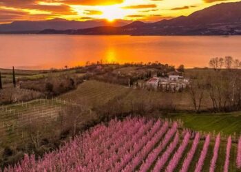 Ο ανθισμένος κάμπος του Βελβεντού σκέτη …μαγεία – Η υπέροχη φωτογραφία του Μάνου Δημουδιά