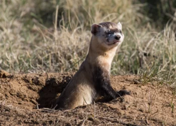Ένα… κουνάβι βύθισε στο σκοτάδι τα ορεινά των Τρικάλων και την Καρδίτσα