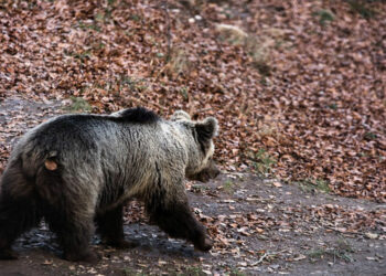 Ξύπνησαν οι αρκούδες στο Κέντρο Προστασίας Αρκούδας στο Νυμφαίο! Ανοικτό και πάλι από αύριο για επισκέψεις