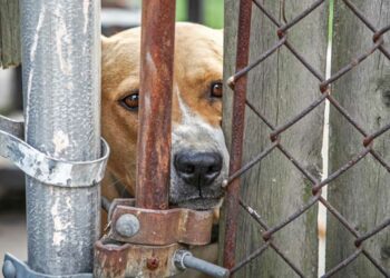 kykloma-me-kynomachies-sti-makedonia-pos-glytosan-me-ton-proigoumeno-nomo-para-tis-syllipseis-sklires-eikones