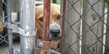 kykloma-me-kynomachies-sti-makedonia-pos-glytosan-me-ton-proigoumeno-nomo-para-tis-syllipseis-sklires-eikones