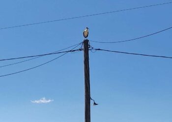 Ο πελαργός επισκέφθηκε την Ασβεστόπετρα