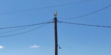 Ο πελαργός επισκέφθηκε την Ασβεστόπετρα