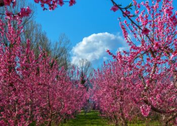 Ανθισμένες ροδακινιές στο Βελβεντό – Όταν η φύση και ο φωτογραφικός φακός του Α. Καραμούζα ζωγραφίζουν!
