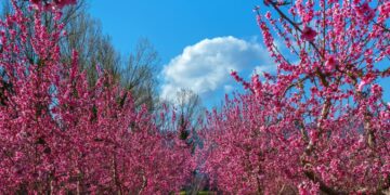 Ανθισμένες ροδακινιές στο Βελβεντό – Όταν η φύση και ο φωτογραφικός φακός του Α. Καραμούζα ζωγραφίζουν!