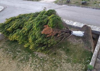 Ξεριζώθηκε μεγάλο δέντρο από τον αέρα, στις εργατικές κατοικίες του Ανατολικού!  –	Ευτυχώς δεν τραυματίστηκε κανείς