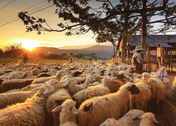 ΥΠΑΑΤ: Εκδόθηκε η 2η Πρόσκληση του Μέτρου 22 για την ενίσχυση των κτηνοτρόφων