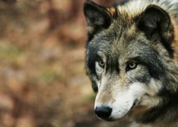 Λύκοι κυκλοφορούν στο Άργος Ορεστικό Καστοριάς– Ανάστατοι οι κάτοικοι