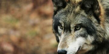 Λύκοι κυκλοφορούν στο Άργος Ορεστικό Καστοριάς– Ανάστατοι οι κάτοικοι