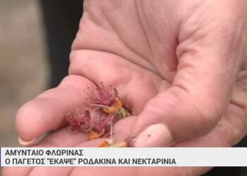 Ο παγετός «έκαψε» ροδάκινα και νεκταρίνια στο Αμύνταιο-VIDEO