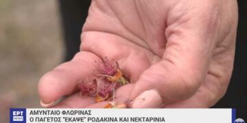 Ο παγετός «έκαψε» ροδάκινα και νεκταρίνια στο Αμύνταιο-VIDEO