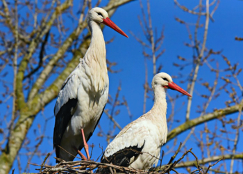 Αντιπελάργηση – Γράφει η Χριστιάννα Λούπα