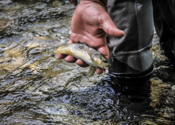 Απαγόρευση αλιείας στις λίμνες και τα ποτάμια της Περιφέρειας Δυτικής Μακεδονίας λόγω αναπαραγωγής των ψαριών