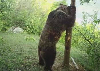 ΑΡΚΤΟΥΡΟΣ: Το …pole dancing μιας αρσενικής αρκούδας-VIDEO