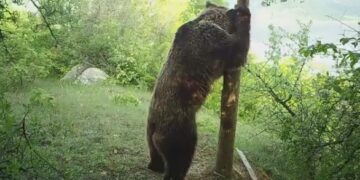 ΑΡΚΤΟΥΡΟΣ: Το …pole dancing μιας αρσενικής αρκούδας-VIDEO