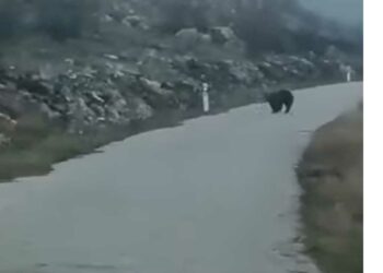 Αρκούδες λίγο έξω από τη Σιάτιστα – Video