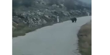 Αρκούδες λίγο έξω από τη Σιάτιστα – Video