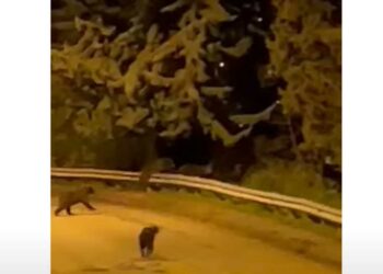 Αρκουδοοικογένεια σε περιοχή της Καστοριάς! VIDEO