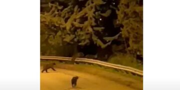 Αρκουδοοικογένεια σε περιοχή της Καστοριάς! VIDEO