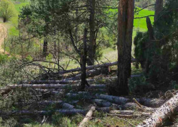 Αστυνομία: Συνελήφθη 26χρονος αλλοδαπός σε δασική περιοχή της Καστοριάς για λαθροϋλοτομία