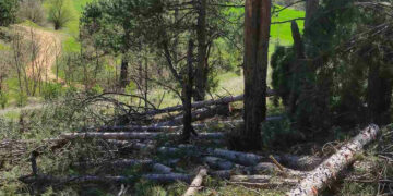 Αστυνομία: Συνελήφθη 26χρονος αλλοδαπός σε δασική περιοχή της Καστοριάς για λαθροϋλοτομία