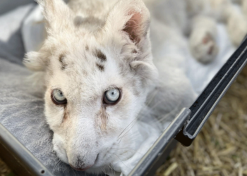 Αττικό Πάρκο: Έγινε ευθανασία στο λευκό τιγράκι που βρέθηκε στα σκουπίδια