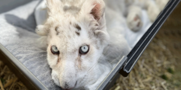 Αττικό Πάρκο: Έγινε ευθανασία στο λευκό τιγράκι που βρέθηκε στα σκουπίδια