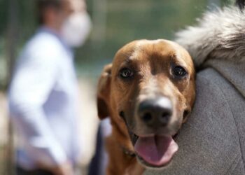 Δήμος Εορδαίας: Διοργανώνεται διήμερο στειρώσεων ζώων συντροφιάς το Σάββατο 29 και την Κυριακή 30 Απριλίου
