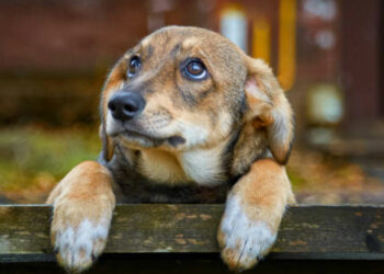 Δήμος Κοζάνης: Συνεχίζονται οι μαζικές στειρώσεις αδέσποτων σκύλων στο Δημοτικό Κτηνιατρείο
