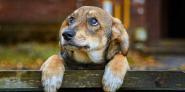 Δήμος Κοζάνης: Συνεχίζονται οι μαζικές στειρώσεις αδέσποτων σκύλων στο Δημοτικό Κτηνιατρείο