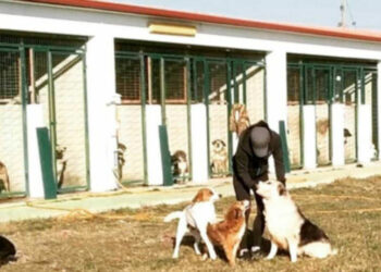 Δωρεάν σήμανση και εμβολιασμό δεσποζόμενων ζώων ευπαθών ομάδων και κτηνοτρόφων από τον Δήμο Εορδαίας