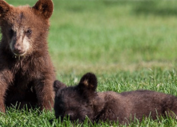 Μικρό αρκουδάκι εθεάθη στην Εθνική Οδό Σερβίων – Κοζάνης στο ύψος της περιοχής αρένα νεράιδας