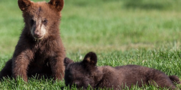 Μικρό αρκουδάκι εθεάθη στην Εθνική Οδό Σερβίων – Κοζάνης στο ύψος της περιοχής αρένα νεράιδας