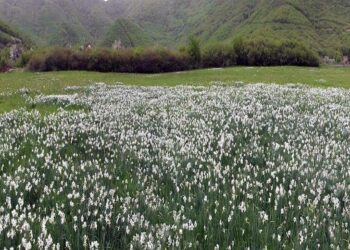 Πρωτομαγιά στο λιβάδι με τους νάρκισσους, στην Οξυά  Πρεσπών